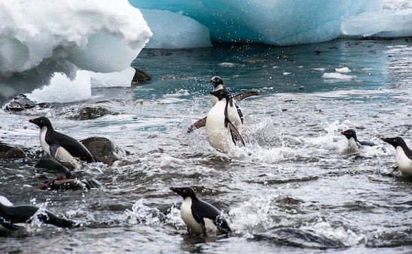 Quels sont les meilleurs designs de maisons écologiques pour les climats extrêmes ?